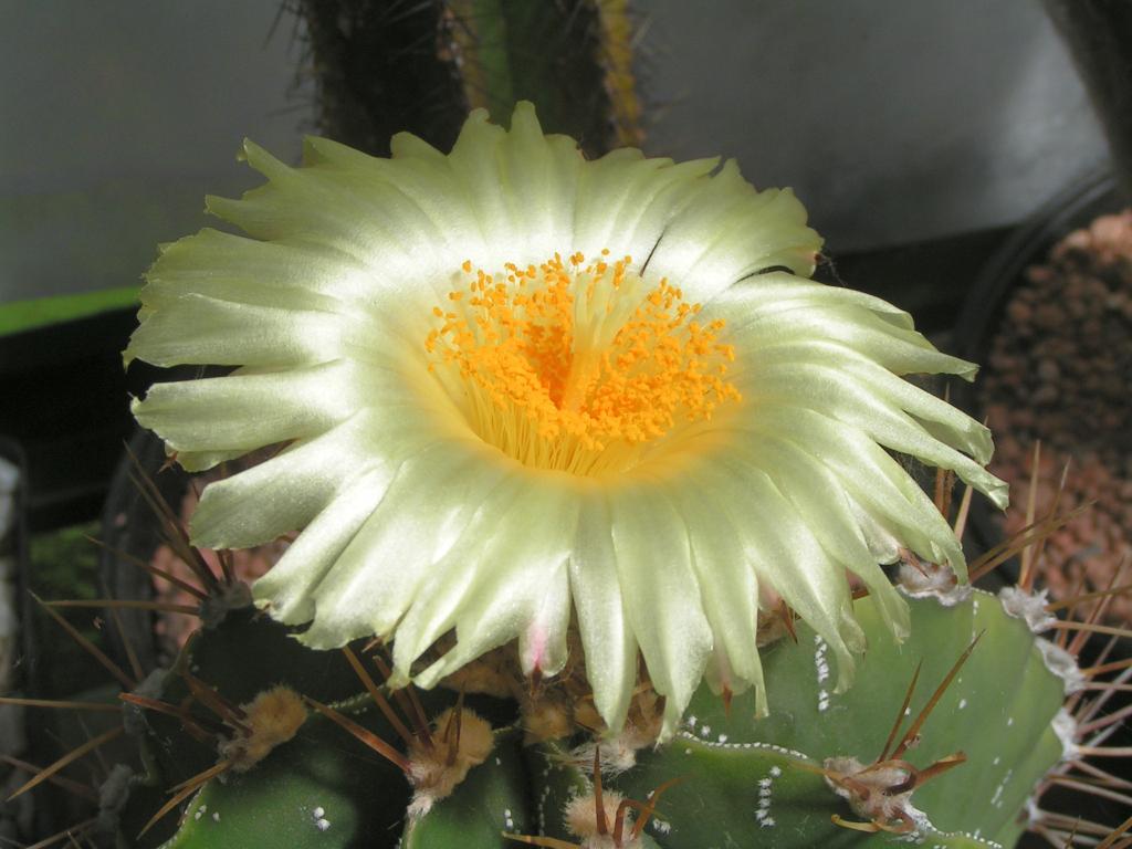 Astrophytum ornatum